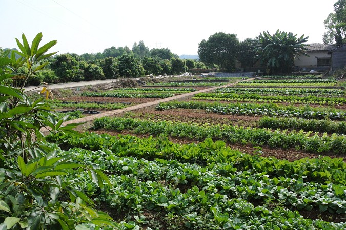 蔬菜基地