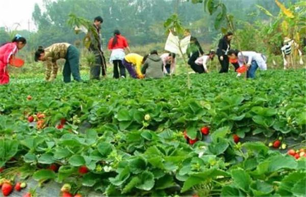 深圳九龍生態山莊端午節農家樂活動進行時