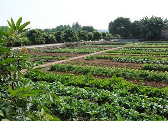 深圳洞天福地九龍山生態園園區詳解